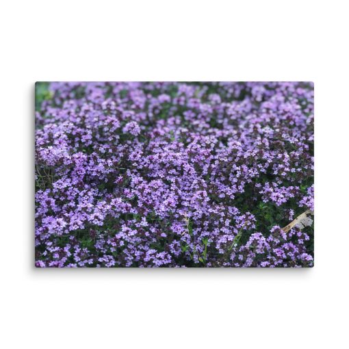 Lila – Canvas Print - Image 2