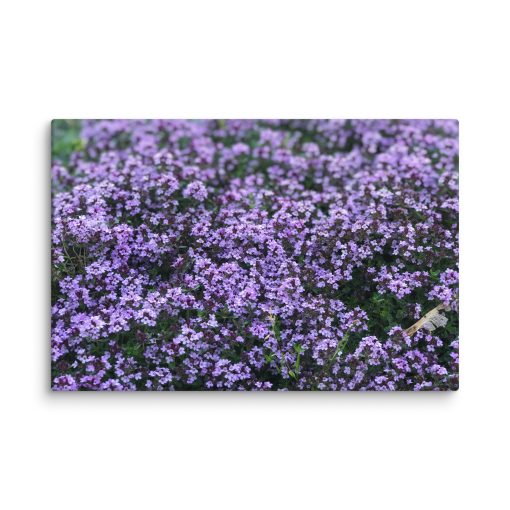 Lila – Canvas Print - Image 3