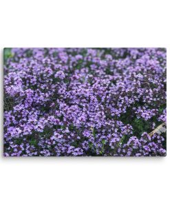 Lila – Canvas Print
