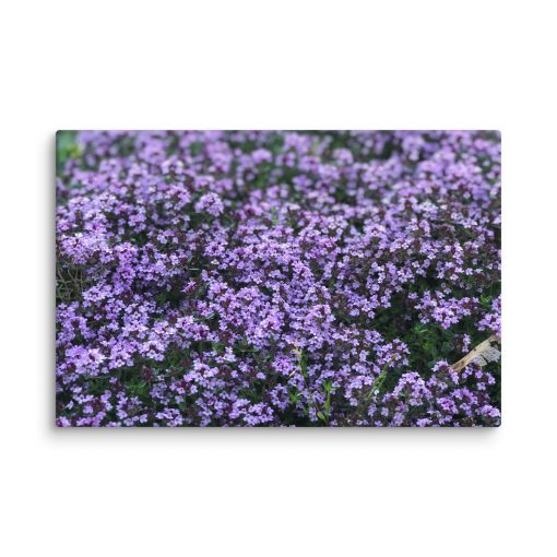 Lila – Canvas Print