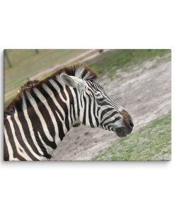 Stillness in Stripes - Canvas Print