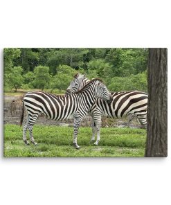Zebra Love - Canvas Print