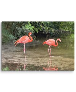 Flamingo Reflections - Canvas Print
