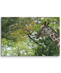 Grace in the Canopy - Canvas Print