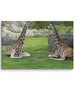 The Afternoon Chat - Canvas Print