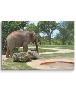 Laughing Elephant - Canvas Print