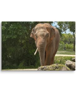 Elephant - Canvas Print
