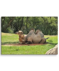 Hillside Humps - Canvas Print
