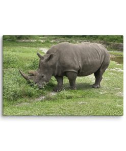 Afternoon Snacks - Canvas Print