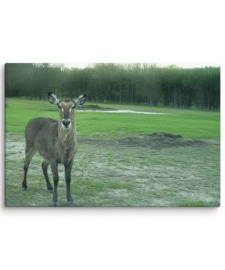 Curious Encounter - Canvas Print