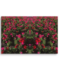 Red & Pink Blooms – Canvas Print