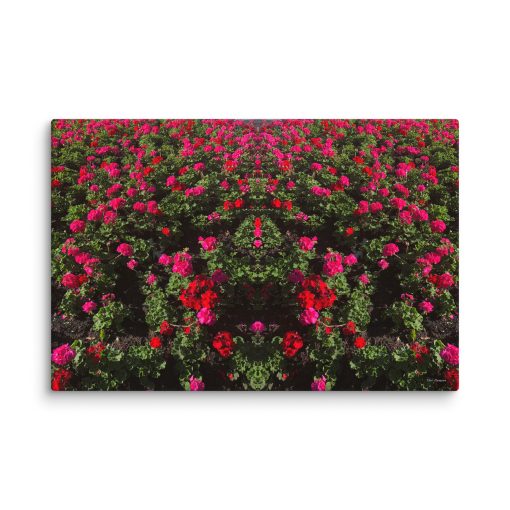 Red & Pink Blooms – Canvas Print