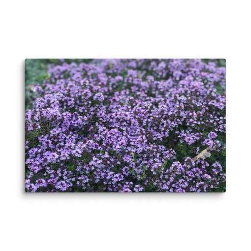 Lila – Canvas Print - Image 5