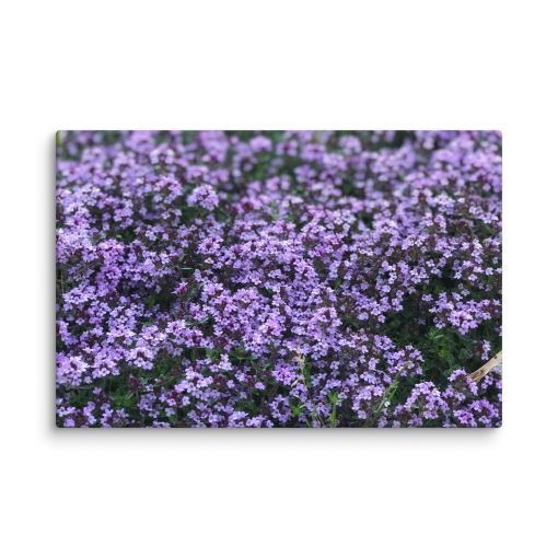 Lila – Canvas Print - Image 6